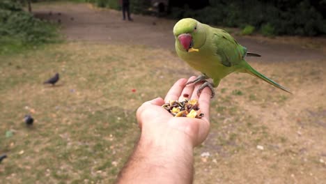 Man-feeds-green-parakeet-with-grains-in-hand