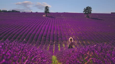 4k-Uhd-Cinemagraph-Eines-Wunderschönen-Lavendelfeldes-In-Der-Berühmten-Provence-An-Der-Côte-D&#39-1