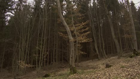 Kahle-Bäume-Des-Waldes-Hoia-Baciu-Im-Herbst