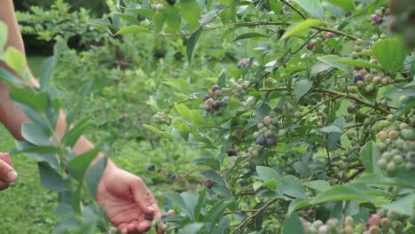 Male-hand-picking-ripe-blueberries-from-berry-plant,-slow-motion-zoom