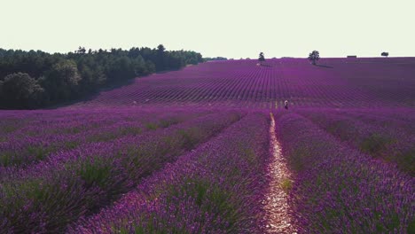 Szene-In-Zeitlupe-Ein-Wunderschönes-Lavendelfeld-In-Der-Berühmten-Provence-An-Der-Côte-D&#39
