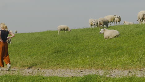 A-young-blonde-woman-with-hands-on-hips-walking-towards-grazing-sheep