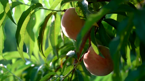 Static-shot-of-ripe-peaches-on-a-tree-shaking-as-farm-hands-pick-ripe-peaches