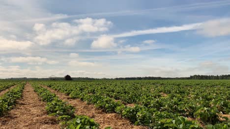Time-lapse-with-panoramic-movement-of-a-strawberry-field
