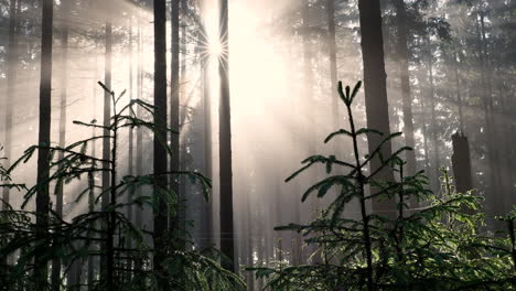 Sonnenstrahlen-Durch-Nebel-Und-Bei-Sonnenaufgang-In-Waldbäumen