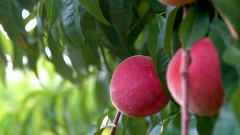 Extreme-closeup-motion-to-the-right-of-fresh-ripe-peaches-hanging-on-a-tree-in-an-orchard