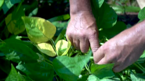 Closeup-of-farmer’s-hands-as-he-picks-green-beans-5
