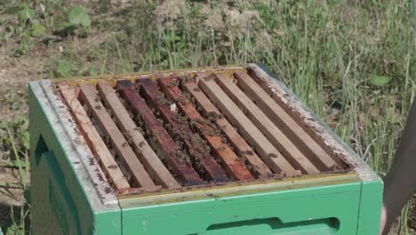 Imker-Hebt-Bienenstockdach-Und-Räuchert-Die-Bienen