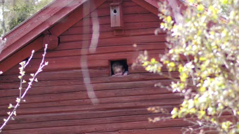 Cute-toddler-boy-in-red-barn-peeking-out-of-barn-hatch,-concept-of-free-childhood-and-growing-up-on-the-countryside