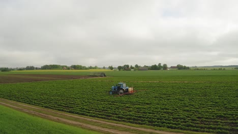 Wide-aerial-panoramic-view-on-a-tractor-spraying-pesticides-on-strawberry-field-against-disease
