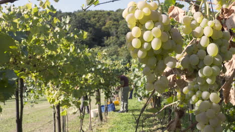Big-tasty-grape-clusters-in-the-foreground-and-people-harvesting-in-the-background-in-a-vineyard,-Cutting-grape-from-the-plant-on-a-vine-making-farm
