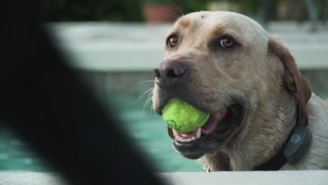 Yellow-Labrador-Retriever-Sitting-in-Pool-With-Tennis-Ball-in-Mouth