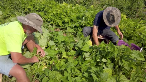 Farmers-sitting-on-the-ground-picking-green-beans-outside