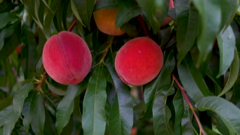 Boom-up-view-of-ripe-peaches-hanging-on-a-tree-in-an-orchard