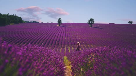 4k-Uhd-Cinemagraph-Eines-Wunderschönen-Lavendelfeldes-In-Der-Berühmten-Provence-An-Der-Côte-D&#39-2