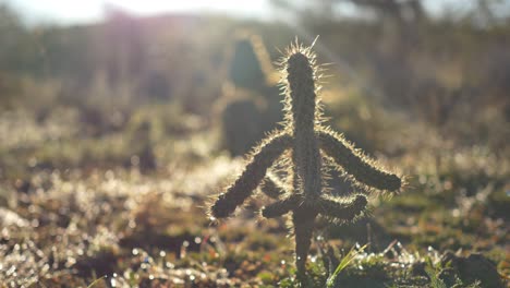 Un-Pequeño-Cactus-Con-Forma-De-Bailarina-En-Rayos-De-Sol-En-El-Desierto