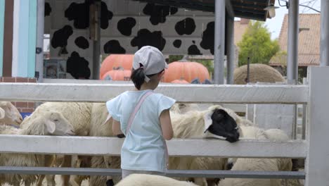 Das-Touristische-Kleine-Mädchen-Füttert-Schafe-Während-Des-Urlaubs