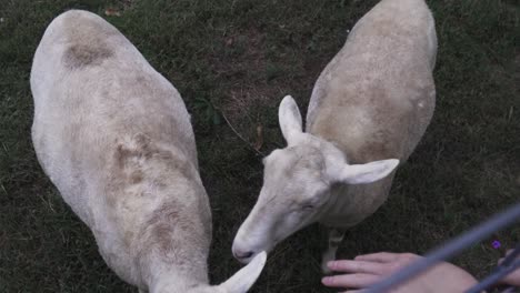 Closeup-View-of-person-petting-sheep-through-fence