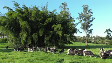 Kreisschwenk-Filmische-Aufnahme-Von-Grasenden-Holsteiner-Kühen-Auf-Saftigen-Wiesen-Mit-Einer-Riesigen-Bambuspflanze-Als-Kulisse