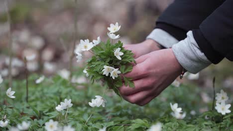 Nahaufnahme-Der-Hände-Von-Frauen,-Die-Blumen-In-Einem-Dänischen-Wald-Pflücken