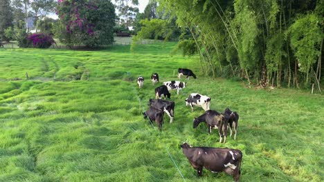 Aerial-Dolly-Cinematic-Shot-Of-Holstein-Cows-Grazing-On-Green-Meadows-Ready-To-Produce-Organic-Milk