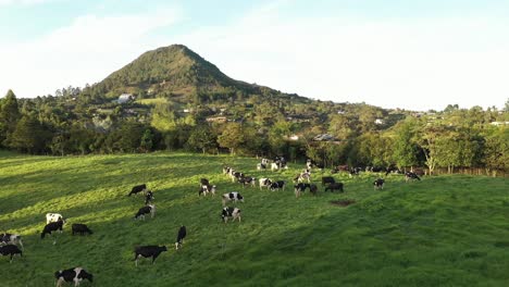 Luftaufnahme-Von-Weidenden-Holsteinischen-Kühen-Während-Des-Sonnenuntergangs-Zur-Goldenen-Stunde