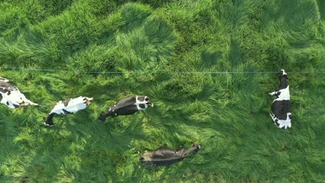Bird's-Eye-Dolly-Aerial-Shot-Of-Holstein-Cows-Grazing-On-Lush-Meadows-During-Golden-Hour-Sunset