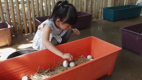 The-Asian-or-Thai-little-girl-is-picking-the-duck-eggs-in-the-farm-housing