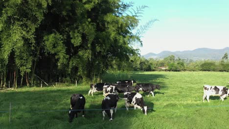 Dolly-Luftaufnahme-Weidender-Holsteinischer-Kühe-Während-Der-Goldenen-Stunde-Bei-Sonnenuntergang-Mit-Riesiger-Bambuspflanze-Als-Kulisse-Bei-Sonnenuntergang