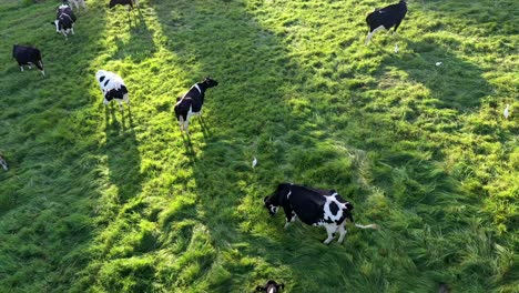 Aerial-Reverse-Flying-Shot-of-Holstein-Cows-Grazing-During-Golden-Hour-Sunset