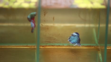 Siamese-fighting-fish-swimming-aggressively-in-their-tiny-little-tanks