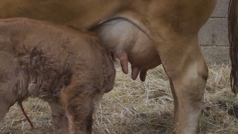 New-born-Limousin-calf,-finding-teats-for-first-drink-of-colostrum-milk