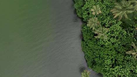 4k-Aerial-Top-Down-Drone-Shot-of-Coconut-trees-by-the-river-stream-in-Munroe-Island,-Ahtamudi-Lake,-Kerala