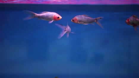 Shubunkin-Fische,-Die-Zusammen-In-Ihrem-Frisch-Eingerichteten-Aquarium-Schwimmen,-Wobei-Die-Oberfläche-Die-Lichter-Darüber-Reflektiert