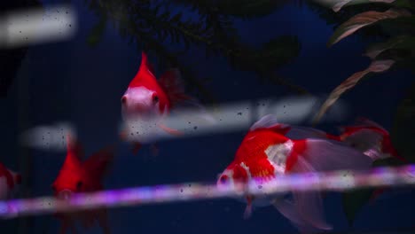 Ryukin-Fische,-Die-Vor-Kurzem-In-Ein-Aquarium-Gelegt-Wurden,-Schwimmen-Unter-Ihresgleichen