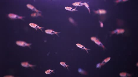 School-of-tiny-Minos-swimming-sporadically-in-freshly-laid-aquarium-fish-tank