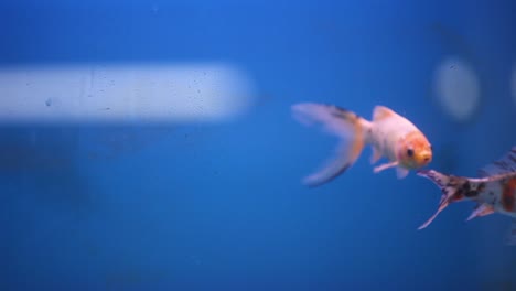 Shubunkin-Goldfish-swimming-together-in-new-fresh-water-aquarium-tank-searching-for-food