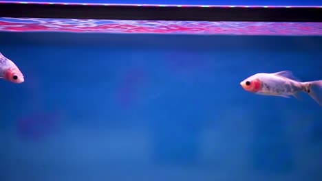 Shubunkin-fish-swimming-backward-and-forward-through-frame-in-it's-freshly-set-aquarium-tank