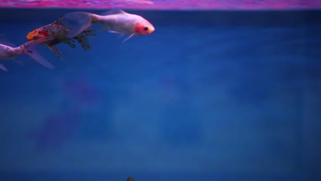 Shubunkin-fish-swimming-together-in-their-new-aquarium-tank