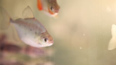 Gefleckte-Silberdollar-Metynnis-Lipincottianus-Fische,-Die-In-Einem-Neuen-Aquariumbecken-Schwimmen