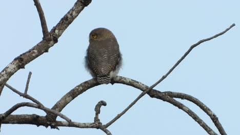 Boreal-owl-in-tree-UHD-4k-Mp4-
