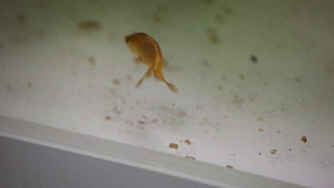 Orange-aquarium-fish-searching-for-food-on-the-bottom-of-fresh-water-fish-tank