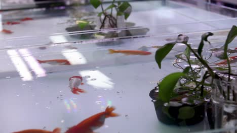 Open-fresh-water-fish-tanks-displayed-in-store