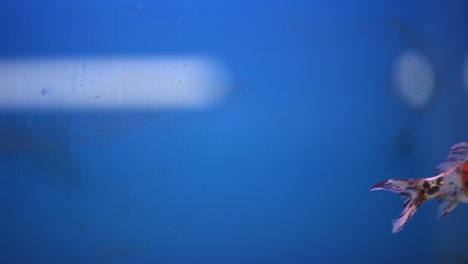 Shubunkin-Goldfish-swimming-in-new-fresh-water-aquarium-tank-with-gorgeous-blue-background