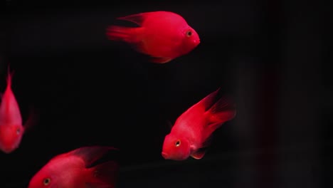 Vibrant-Discus-freshwater-tropical-fish-swimming-together-gracefully-in-dark-fish-tank