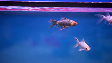 Shubunkin-fish-swimming-together-in-their-freshly-set-aquarium-tank