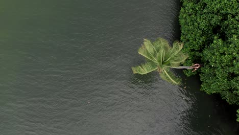 4k-Aerial-Top-Down-Drone-shot-of-a-25-year-old-Indian-Male-sitting-on-top-of-a-slopped-coconut-tree-by-the-the-backwaters-of-Munroe-Island,-Ashtamudi-Lake,-Kerala