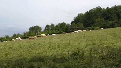 A-drone-flying-between-trees-above-a-herd-of-cattles-grazing-on-a-grass