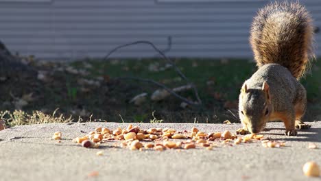 A-Squirrel-Runs-Up-To-Patio-To-Eat-Nuts
