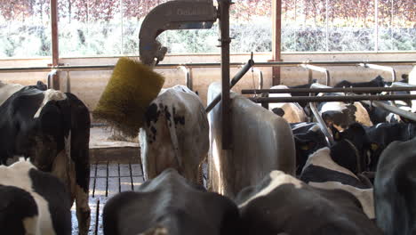 Vacas-En-Granja,-Industria-Agrícola